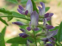 شیرین بیان ایرانی